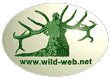 http://wild-web.net