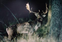 Damwild